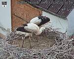 Capi_Dubne_20260704_203004.jpg