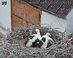 Capi_Dubne_20260704_204502.jpg