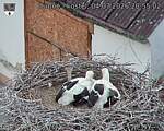 Capi_Dubne_20260704_205502.jpg