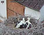 Capi_Dubne_20260704_210004.jpg