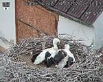 Capi_Dubne_20260704_211003.jpg
