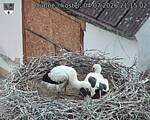 Capi_Dubne_20260704_211502.jpg