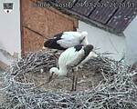 Capi_Dubne_20260704_212003.jpg