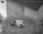 Capi_Dubne_20260704_215003.jpg