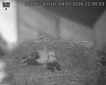 Capi_Dubne_20260704_220003.jpg