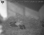 Capi_Dubne_20260704_222003.jpg