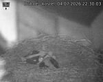 Capi_Dubne_20260704_223003.jpg