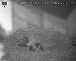 Capi_Dubne_20260704_224003.jpg