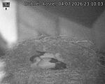 Capi_Dubne_20260704_231003.jpg