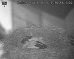 Capi_Dubne_20260704_231502.jpg