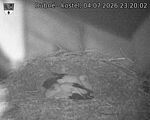 Capi_Dubne_20260704_232002.jpg