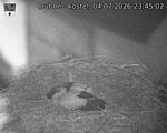 Capi_Dubne_20260704_234502.jpg