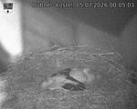 Capi_Dubne_20260705_000503.jpg