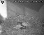 Capi_Dubne_20260705_002503.jpg