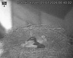 Capi_Dubne_20260705_004002.jpg