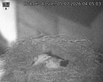Capi_Dubne_20260705_040503.jpg