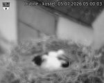 Capi_Dubne_20260705_050003.jpg