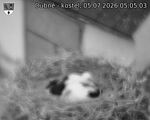 Capi_Dubne_20260705_050503.jpg