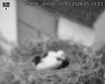 Capi_Dubne_20260705_051003.jpg