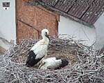 Capi_Dubne_20260705_051503.jpg