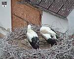Capi_Dubne_20260705_052003.jpg