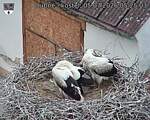 Capi_Dubne_20260705_052503.jpg