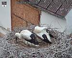 Capi_Dubne_20260705_053003.jpg