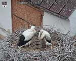 Capi_Dubne_20260705_054003.jpg