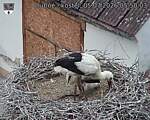 Capi_Dubne_20260705_055003.jpg