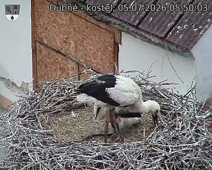 Capi_Dubne_20260705_055003.jpg (1350&nbsp;x&nbsp;1080)
