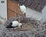 Capi_Dubne_20260705_055503.jpg