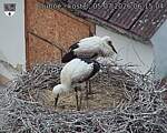 Capi_Dubne_20260705_061504.jpg