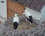 Capi_Dubne_20260705_062004.jpg