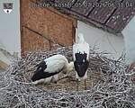 Capi_Dubne_20260705_063004.jpg