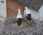 Capi_Dubne_20260705_063503.jpg