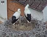 Capi_Dubne_20260705_064004.jpg