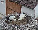 Capi_Dubne_20260705_070003.jpg