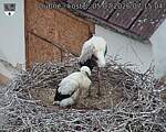 Capi_Dubne_20260705_071504.jpg