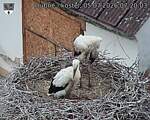 Capi_Dubne_20260705_072003.jpg