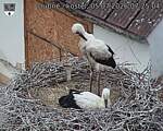Capi_Dubne_20260705_072504.jpg
