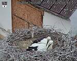 Capi_Dubne_20260705_074003.jpg