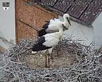 Capi_Dubne_20260705_075003.jpg