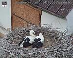 Capi_Dubne_20260705_080003.jpg