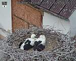 Capi_Dubne_20260705_080503.jpg