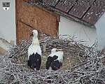 Capi_Dubne_20260705_081503.jpg