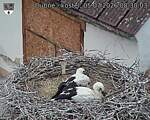 Capi_Dubne_20260705_083003.jpg