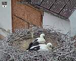 Capi_Dubne_20260705_084003.jpg