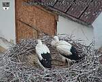 Capi_Dubne_20260705_090003.jpg