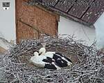 Capi_Dubne_20260705_090502.jpg
