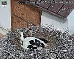 Capi_Dubne_20260705_092003.jpg